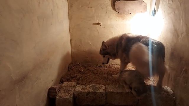 نقلنا الكلاب للخلفه / وعملت شويه تعديلات للكهربا_ كلاب جديده هتولد смотреть онлайн