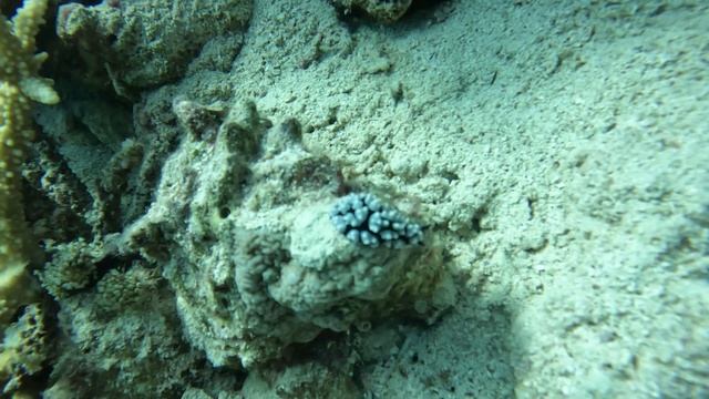 голожаберник в пупырошку