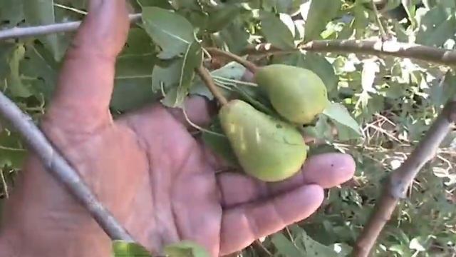 Груши "Лесная красавица" и "Сокровище" 1 июля смотреть онлайн