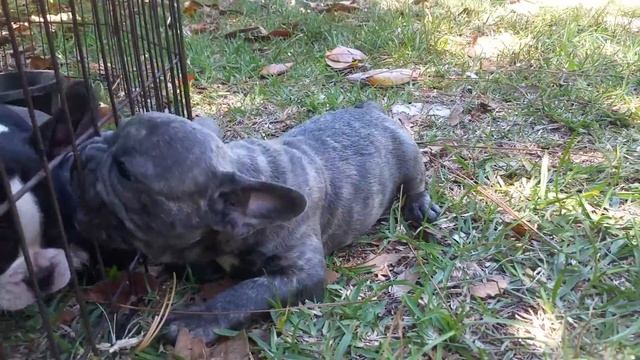 Tiger Blue French bulldog puppy ZOOKA смотреть онлайн
