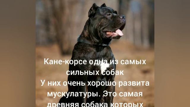 Самые опасные собаки 🐶🐩
