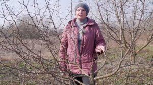 Сколько сортов можно привить на одно дерево. Черенки для прививки. Прививка деревьев - часть 1