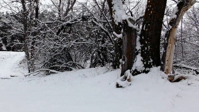 "После снегопада". Приморск 10 февраля 2024 года смотреть онлайн