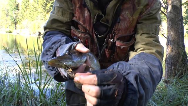 Лесное озеро - дубль два.))) Щучки на микроколебалку.. смотреть онлайн