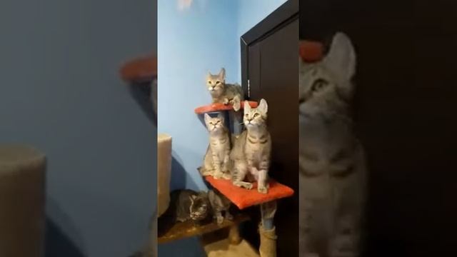 Котята Пиксибоб от Питомника Wildcatofmoscow смотреть онлайн