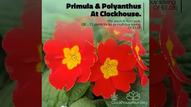 Primula & Polyanthus At Clockhouse. смотреть онлайн