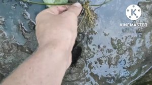 Выращивание лотоса из семян #лотосизсемян