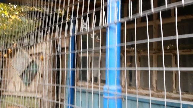 Утки Мандаринки. Что случилось с утятами... смотреть онлайн