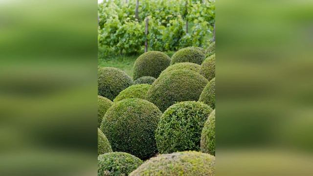 Самшит Вечнозеленый шар смотреть онлайн