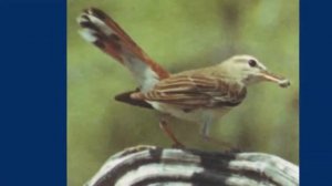 ,,Творчество А. А. Алябьева. Романс ,,Соловей,,.