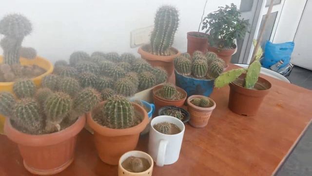 "МОИ ЦВЕТЫ" подготовка к весне! Много каланхоэ! Разнообразие кактусов! А вы в курсе новых событий?? смотреть онлайн