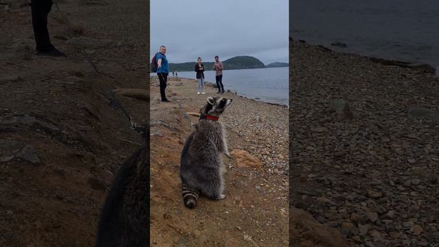 а так мы гуляем по вечерам у моря #енот #прогулка #море #семья смотреть онлайн