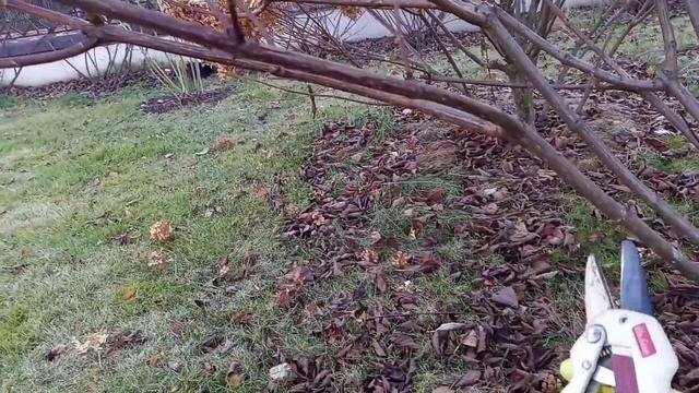 Живая изгородь из гортензий. Часть 2. Обрезка Vanille-Fraise смотреть онлайн