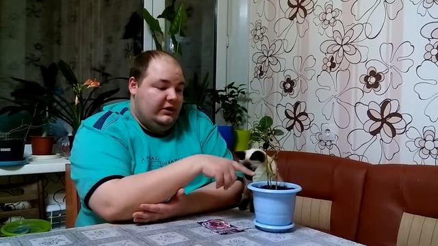 Глоксиния семенами уход дома смотреть онлайн