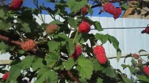 Ежемалина Медана Тайберри . один из самых ранних сортов