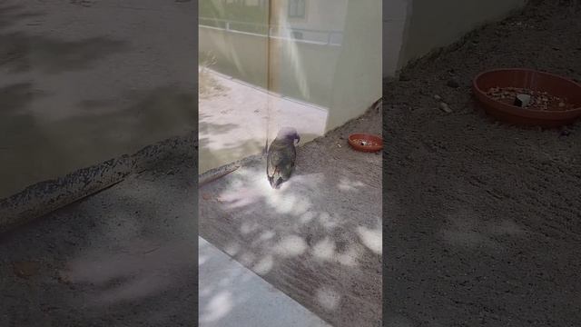 Wiener Zoo Большой Зоопарк в Вене все Животные, Рыбы, Птицы🌟 Австия 🐵🐺🦊🦝🐎🐄🐟🦭🐡🦁🐯🦓🦌🐏 смотреть онлайн