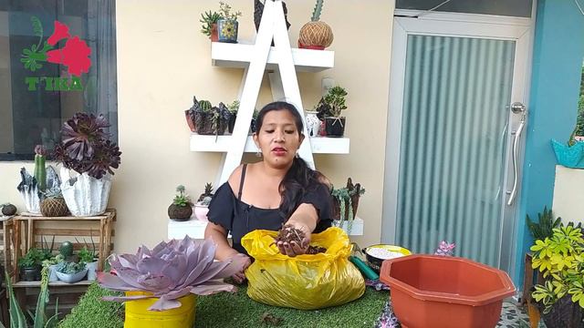 CUIDADOS Y TRANSPLANTE DE ECHEVERIA AFTERGLOW (AGREGAMOS UN INGREDIENTE NUEVO A NUESTRO SUSTRATO смотреть онлайн