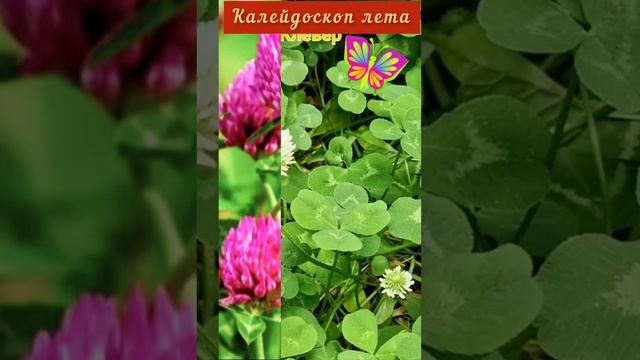 Целебный калейдоскоп...Цветные ковры смотреть онлайн