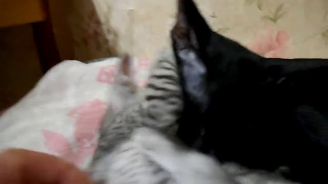 Восточные ( ориентальные ) кошки Питомник Soul Master смотреть онлайн