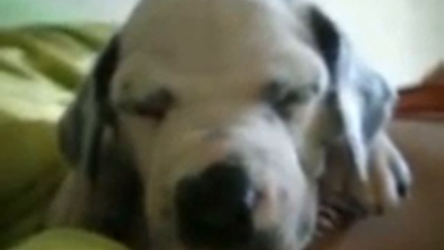 далматин. разговаривает