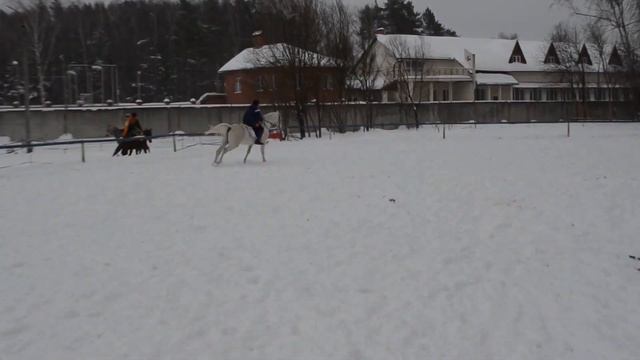 Разминка перед соревнованиями по конкуру на жеребце (horse jumping) смотреть онлайн