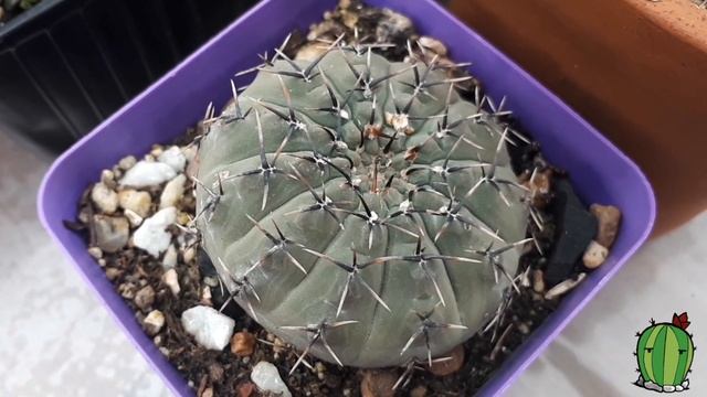 Cactus: Hoy hablamos de Gymnocalycium | Corazón de Cactus смотреть онлайн
