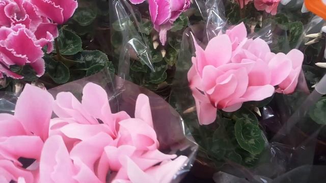 Стройка Мастеров