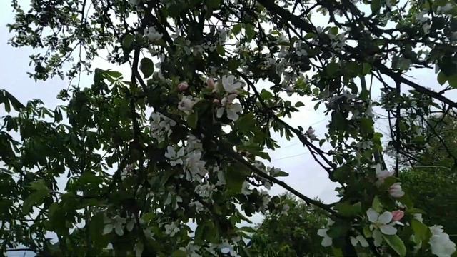 Привезли песок/мой огород в конце мая/пельмени в горшочках/организация хранения конструктора LEGO смотреть онлайн