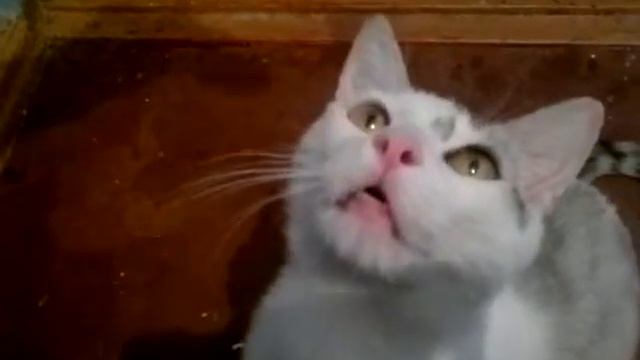 кот нюхает как собака(полный ржач) смотреть онлайн