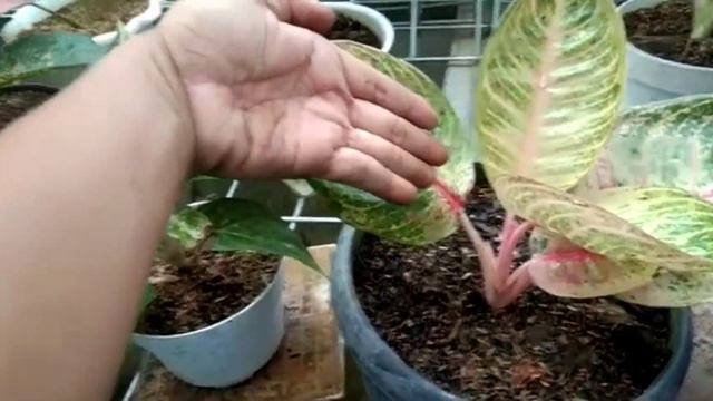 Aglaonema Moonlight смотреть онлайн