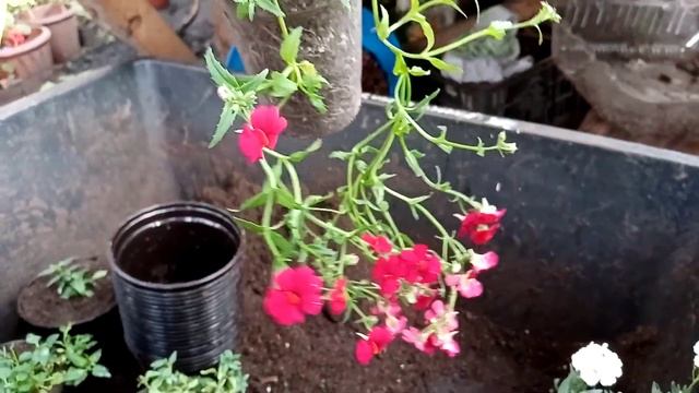 Немезия вегетативная. Ампельная или кустовая?! В рассаде. смотреть онлайн