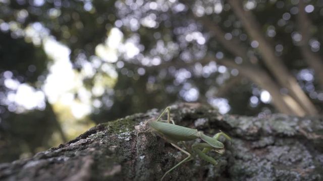 Богомол смотреть онлайн