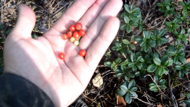 Сбор ежевики и брусники / Как пропитаться в лесу / Жара +30 #леснойпенек смотреть онлайн