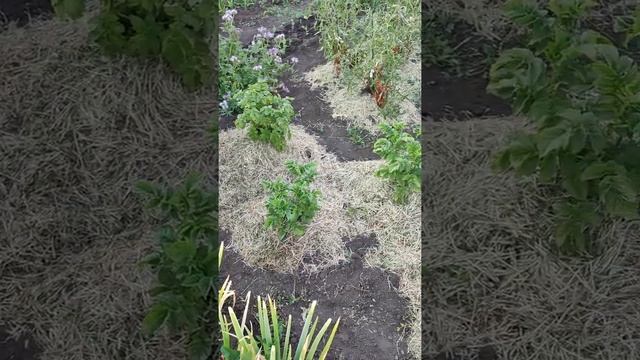 Лучшее средство от проколки сорняков -опилки для декора на участке и мульчирование картофеля смотреть онлайн