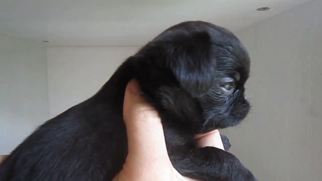 Брабансон мальчик смотреть онлайн