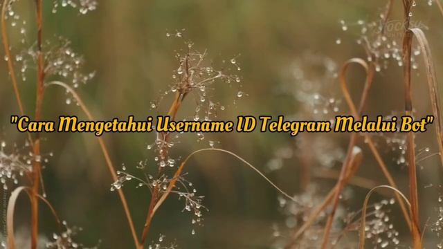 Cara Membuat, Melihat Dan Membagikan Username ID Telegram смотреть онлайн
