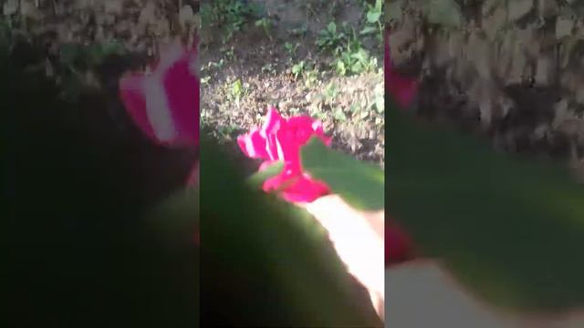 Любимые розы(5) смотреть онлайн