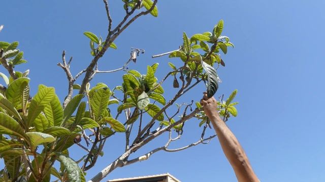 PODA de un NÍSPERO | Locos por la huerta смотреть онлайн