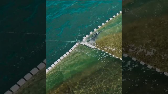 Нерпы воруют рыбу у сахалинских рыбаков смотреть онлайн