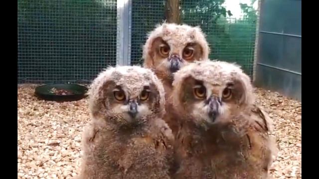 Большие глаза животных: выразительно и красиво. А если у человека такие? смотреть онлайн