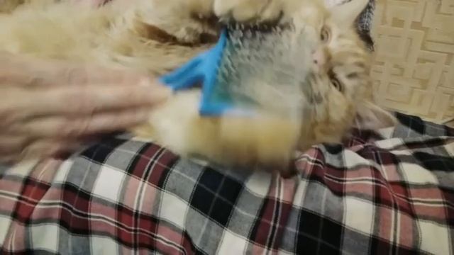 Кот и расческа/Реакция кота на расческу/Лапусика расчесывают смотреть онлайн