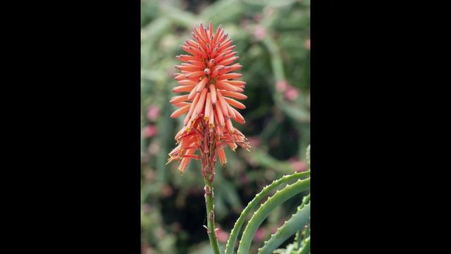 Aloe Vera Flower – How often It Blooms and When Can I See(Answered) смотреть онлайн