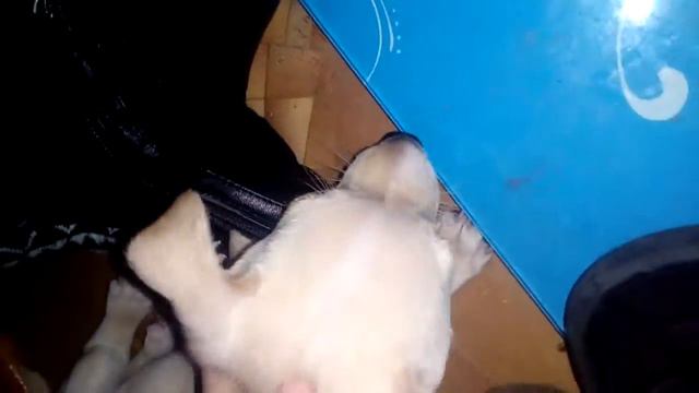 Что случилось? ЧТО??? БОЛЬНИЦА? смотреть онлайн