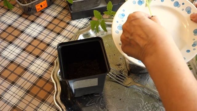 КАК И КОГДА ПИКИРОВАТЬ ТОМАТЫ смотреть онлайн