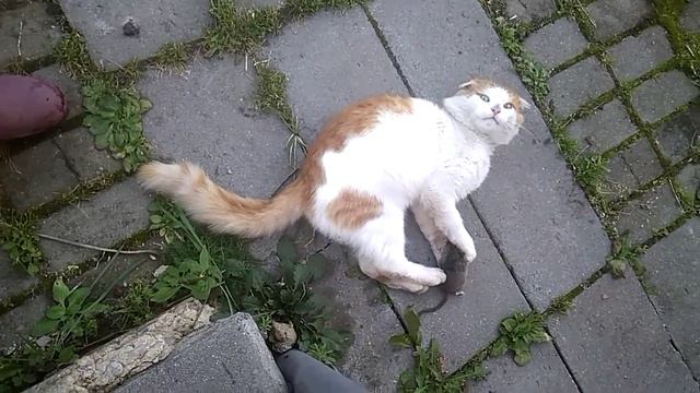 Кот - самый жестокий охотник смотреть онлайн