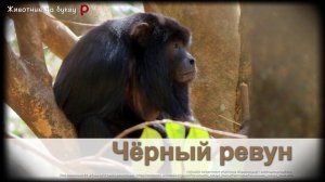 Животные на букву Р (1)