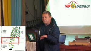 Особенности формировки огурцов  SV4097CV F1, SV3506CV F1 и Мадрилен F1 в теплицах