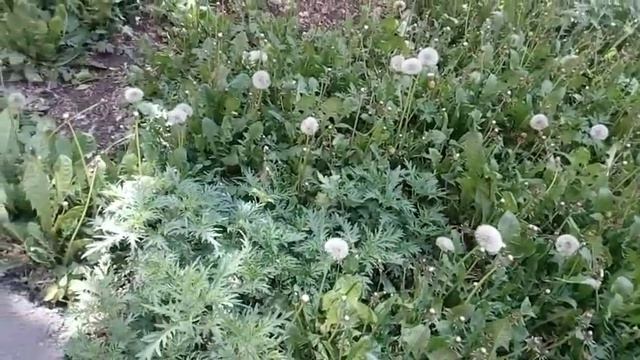 просто в город приходит лето смотреть онлайн