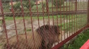 Как рычит лев. Как говорит лев? Львы разговаривают между собой. Lion's talking.