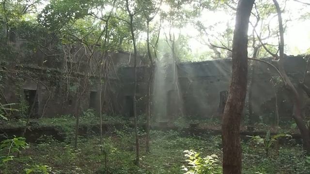 Redi fort, Maharashtra, India. Tree-entangled ruin. Реди форт. смотреть онлайн